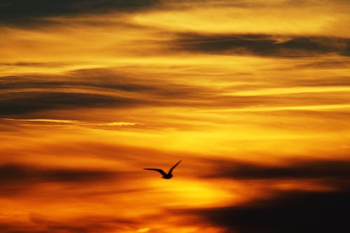 黑鸟飞在黄色的天空下 · 免费素材图片