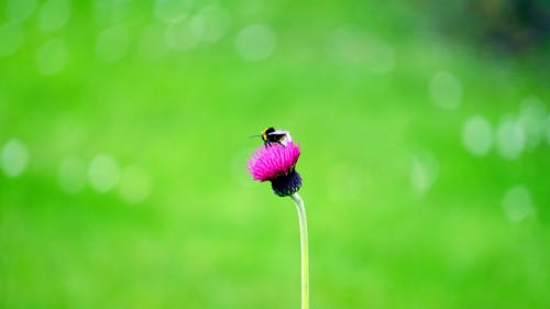 大黄蜂上粉红色簇花 · 免费素材图片