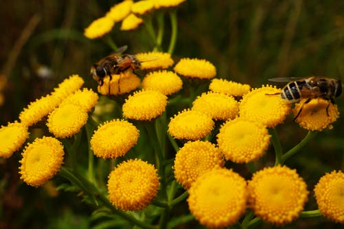 黄色的花朵与蜜蜂 · 免费素材图片