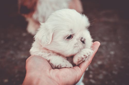 拿着白色马耳他小狗的人的选择聚焦摄影 · 免费素材图片