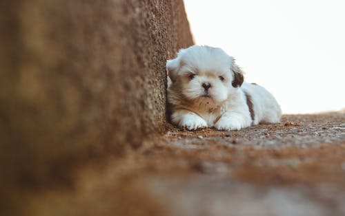 西施在楼梯上的选择性聚焦摄影 · 免费素材图片