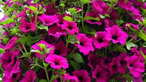 紫色花瓣花 · 免费素材图片