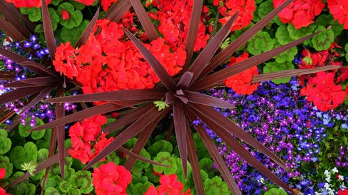 多彩多姿的花瓣花的特写摄影 · 免费素材图片