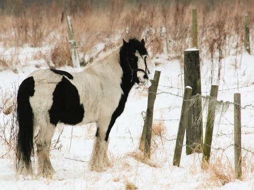 白色和黑色的马站在栅栏附近 · 免费素材图片