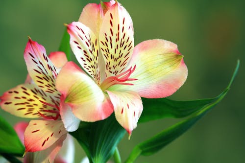 两朵粉红色和绿色的兰花花 · 免费素材图片