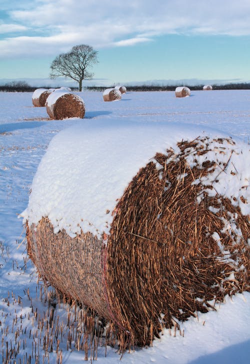 布朗在雪原上滚干草 · 免费素材图片