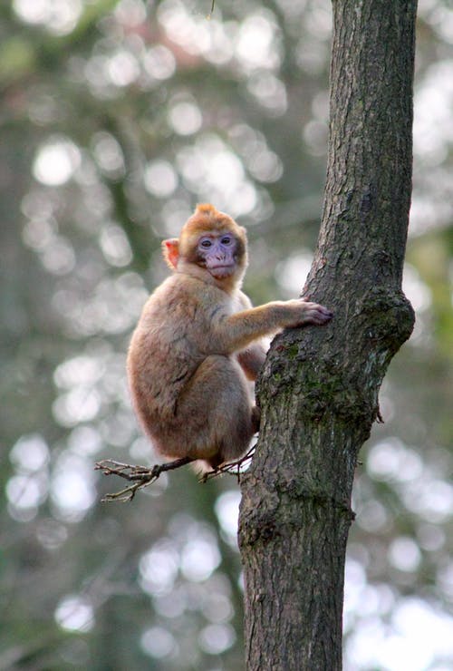 猴子在树干上 · 免费素材图片
