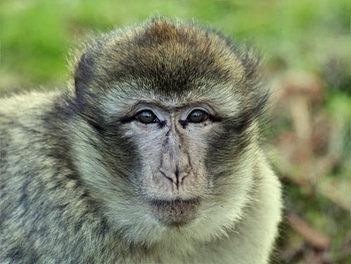 米色和棕色的猴子 · 免费素材图片