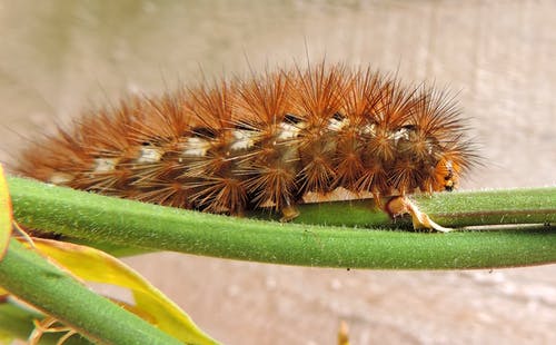 植物茎上的棕色毛毛虫 · 免费素材图片