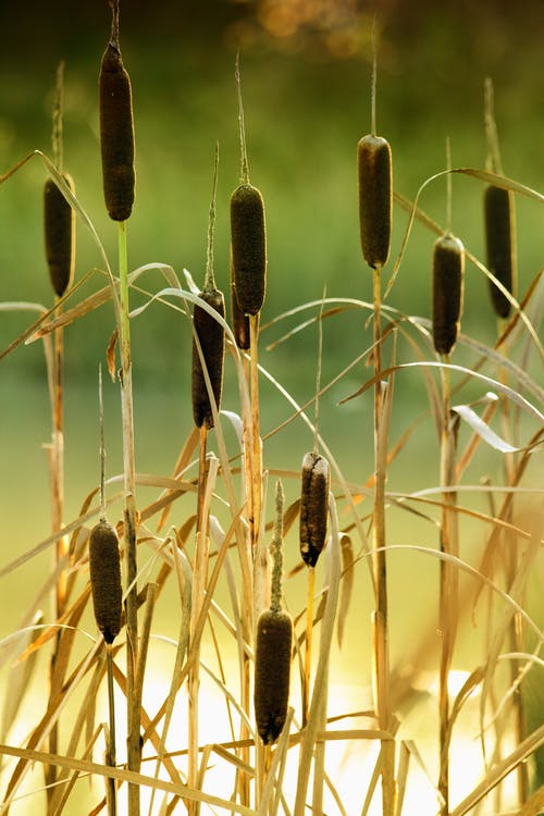 棕色植物在特写摄影 · 免费素材图片