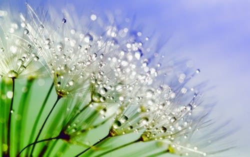 白花与水滴在微距拍摄 · 免费素材图片