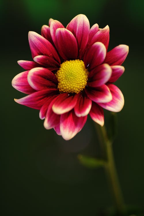 粉色和白色雏菊花的选择性聚焦摄影 · 免费素材图片
