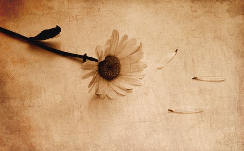 雏菊花的棕褐色摄影 · 免费素材图片