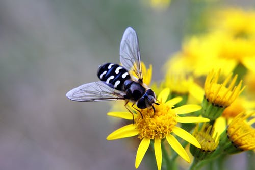 黑色飞在黄色的花朵 · 免费素材图片