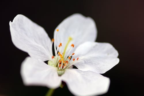 白色樱花的特写摄影 · 免费素材图片