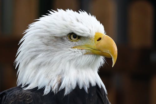 白头鹰的特写照片 · 免费素材图片