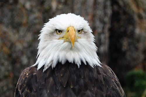 美国白头鹰 · 免费素材图片