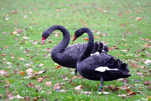 两只黑鸭在草地上 · 免费素材图片
