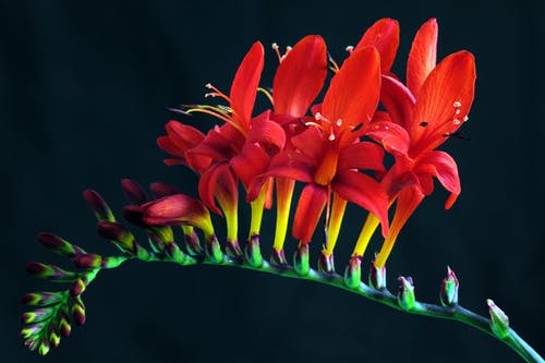 红色花朵 · 免费素材图片