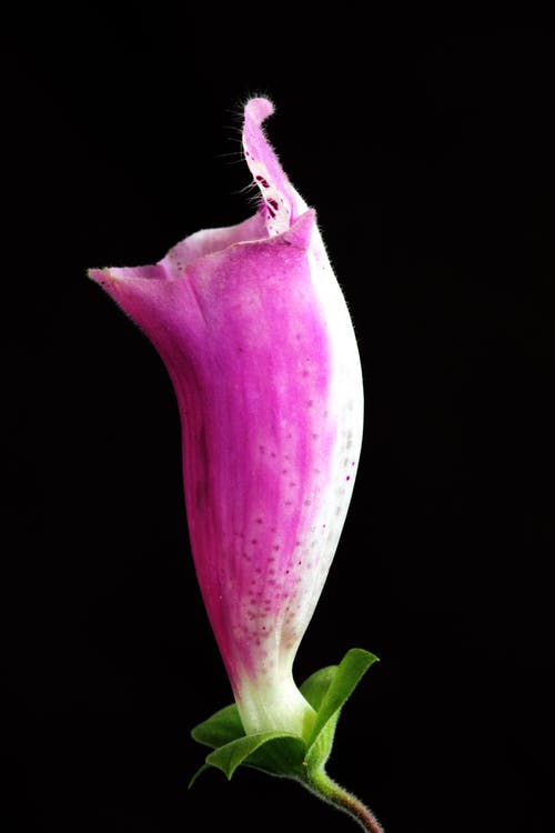 粉色和白色毛地黄花的选择性聚焦摄影 · 免费素材图片