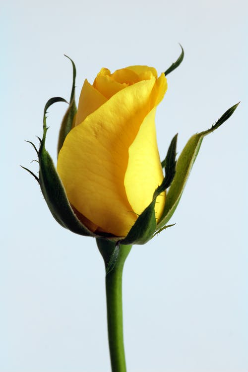 黄玫瑰 · 免费素材图片