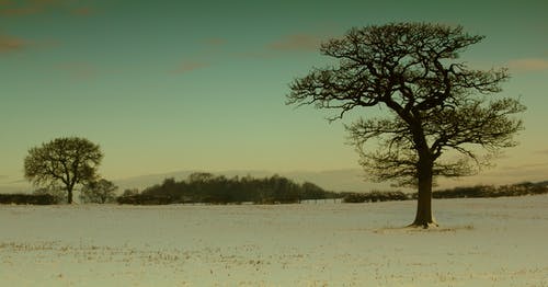黄昏的天空下的枯树 · 免费素材图片