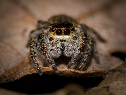 Phidippus Audax的宏观照片 · 免费素材图片