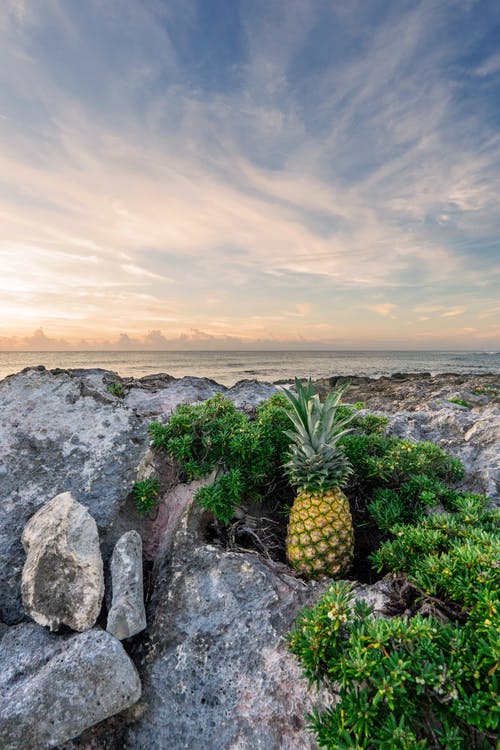 菠萝果实在岩石上 · 免费素材图片