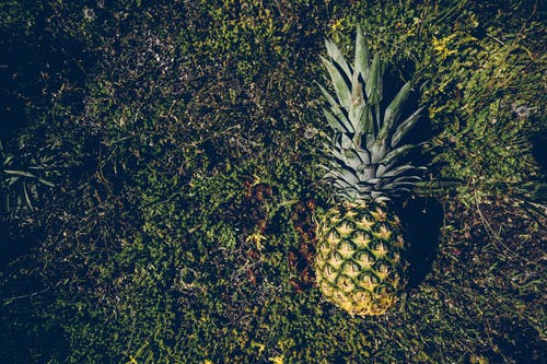 地面上的菠萝果实 · 免费素材图片