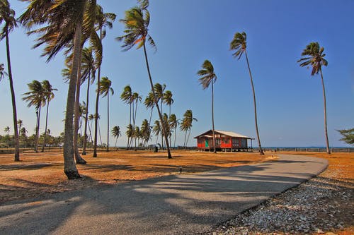陆地上的椰子树 · 免费素材图片