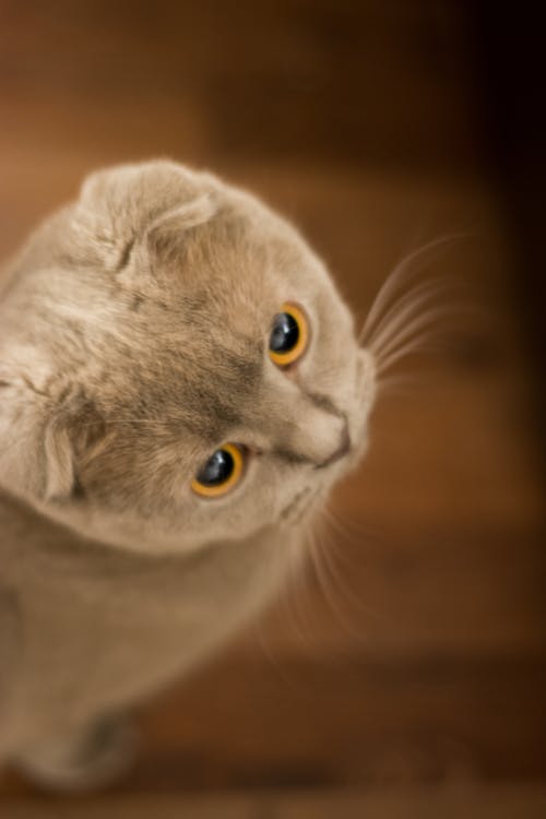 灰猫 · 免费素材图片