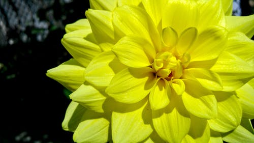 黄色大丽花花在绽放特写摄影 · 免费素材图片