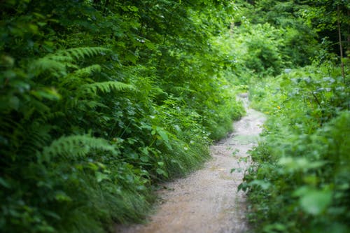 森林步道风景摄影 · 免费素材图片