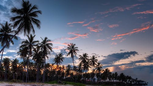 有关天空, 棕榈树, 椰子树的免费素材图片