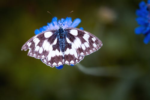 喜mo蛾栖息在蓝色花倾斜移轴镜头 · 免费素材图片