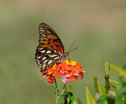 白天棕色和白色蝴蝶在橙色和黄色的花朵上的浅焦点摄影 · 免费素材图片