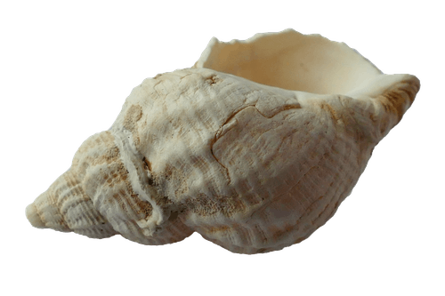 白海螺壳 · 免费素材图片