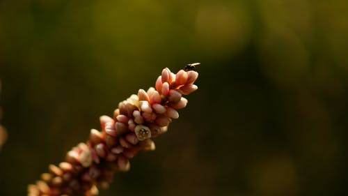 橙浆果的选择性聚焦摄影 · 免费素材图片