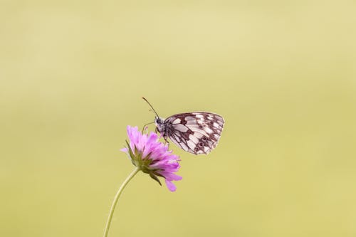 棕色蝴蝶栖息在粉红色的花 · 免费素材图片