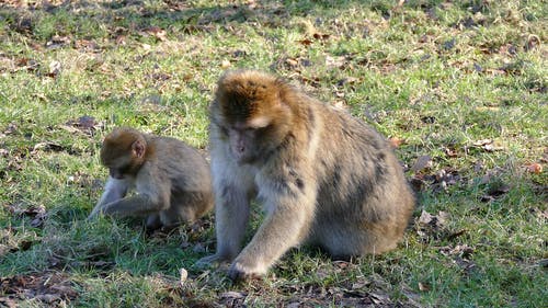 两只棕色的猴子在草地上 · 免费素材图片