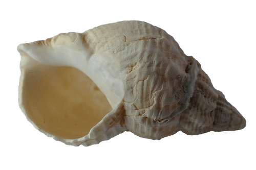 白海螺壳 · 免费素材图片