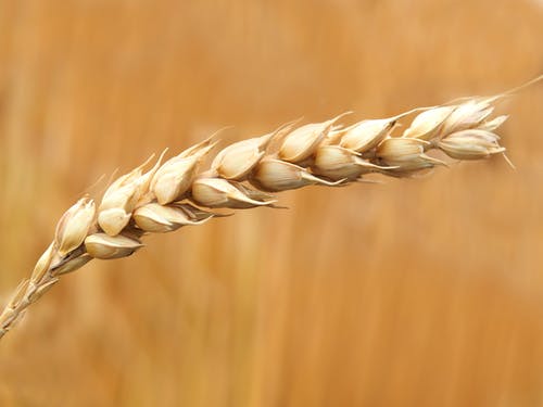 小麦籽粒特写摄影 · 免费素材图片