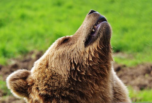 棕熊躺在绿色的草坪上 · 免费素材图片