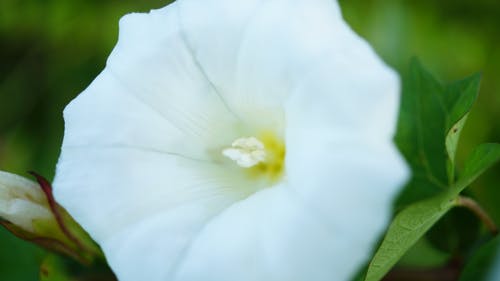 盛开的特写摄影中的白色牵牛花花 · 免费素材图片