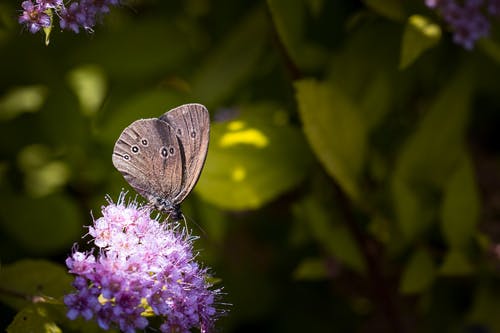 紫色花朵上的灰色蝴蝶 · 免费素材图片