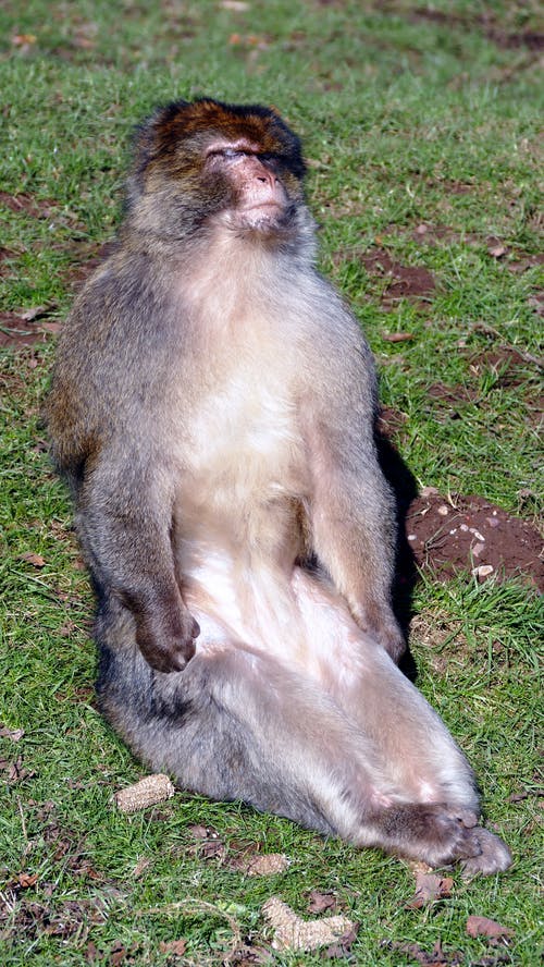 棕色的猴子，坐在草地上 · 免费素材图片