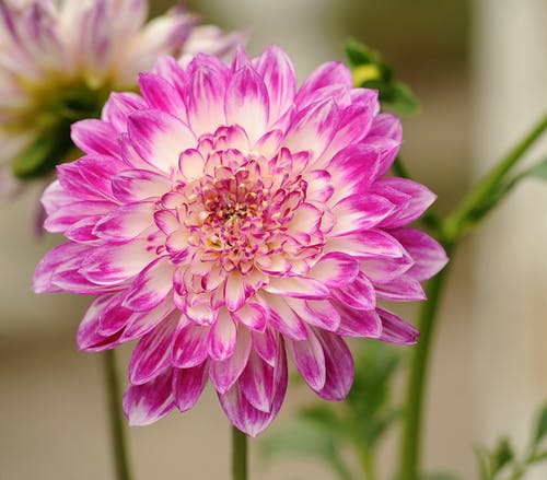 粉色和白色的花瓣花的选择性聚焦摄影 · 免费素材图片