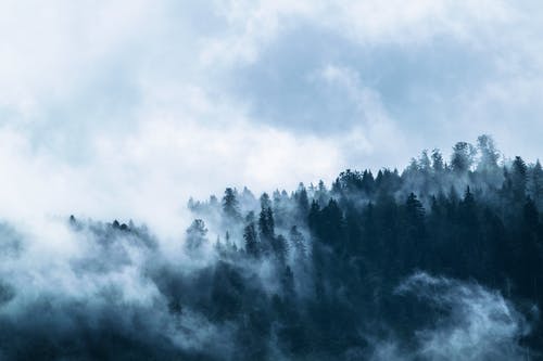 雾树 · 免费素材图片
