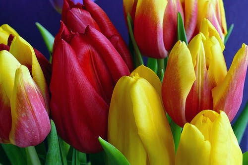 黄色和粉红色的花瓣花 · 免费素材图片