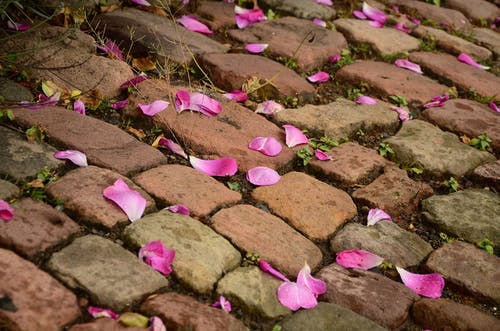 棕色砖路上粉红色的花瓣 · 免费素材图片